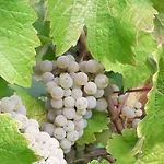 Pensión Weinhof Michael Morbach 3*