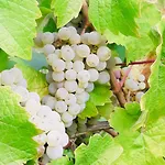 Weinhof Michael Morbach 3* Zeltingen-Rachtig