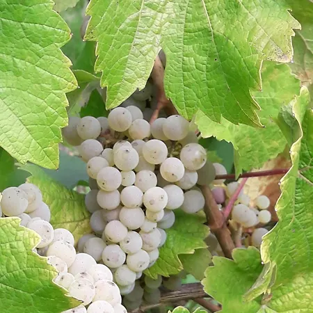 Gasthuis Weinhof Michael Morbach *