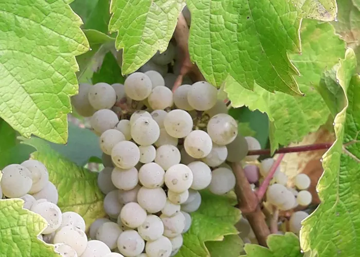 Casa de hóspedes Weinhof Michael Morbach 3*