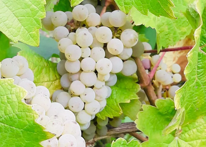 Weinhof Michael Morbach 3* زلتنغن راختخ